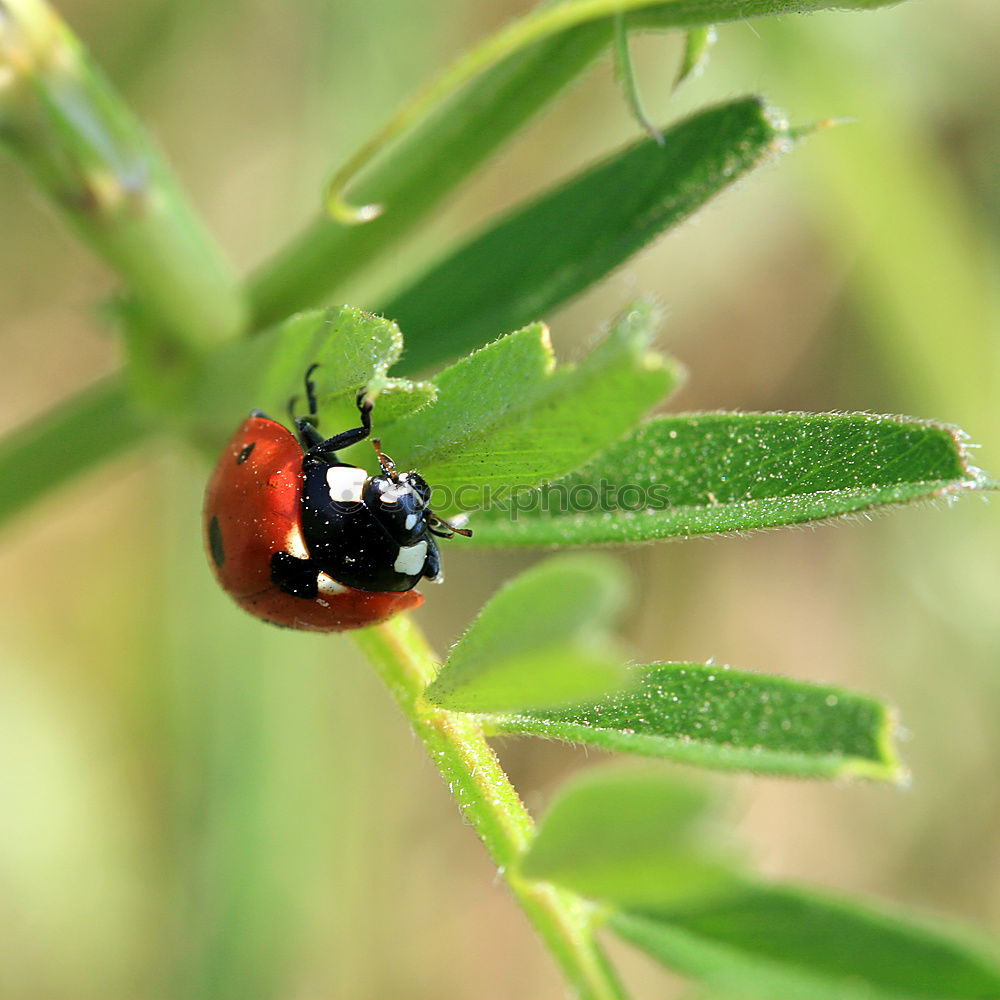 Similar – Image, Stock Photo freshly painted Ladybird