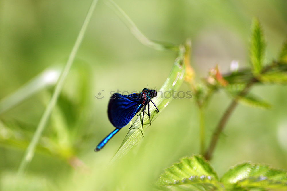 Similar – Image, Stock Photo Dragonfly SEX Animal