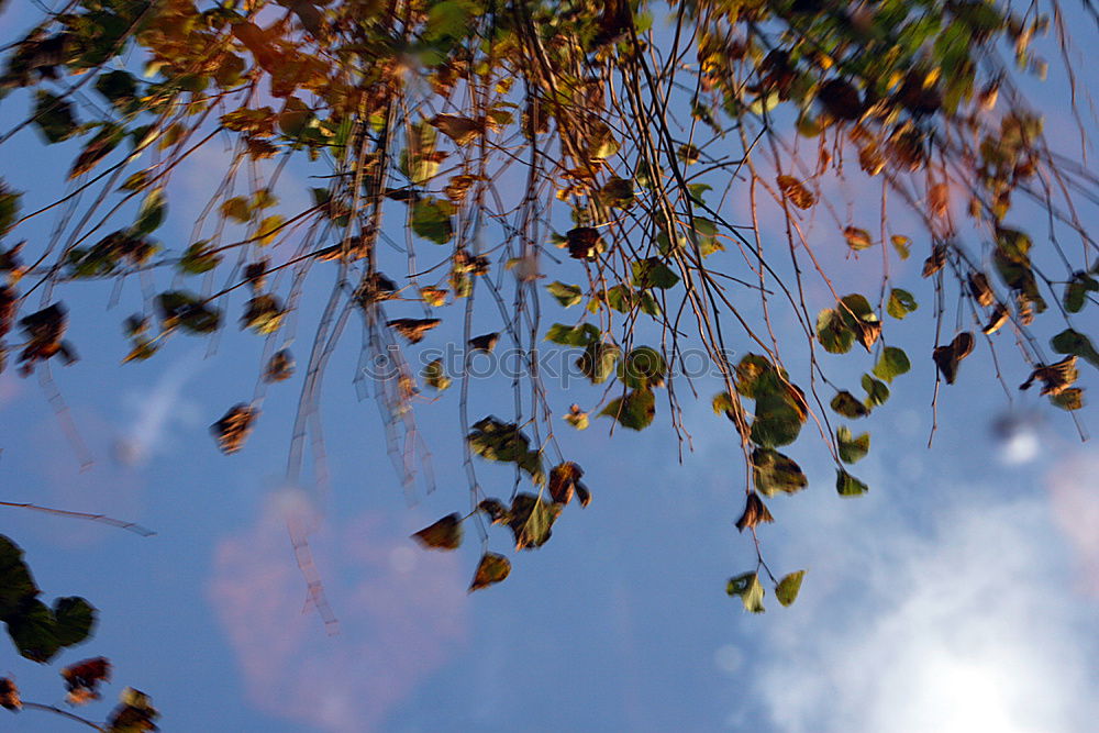 Similar – Image, Stock Photo red maple leaves at the edge in front of a blue sky with free space for text in the middle