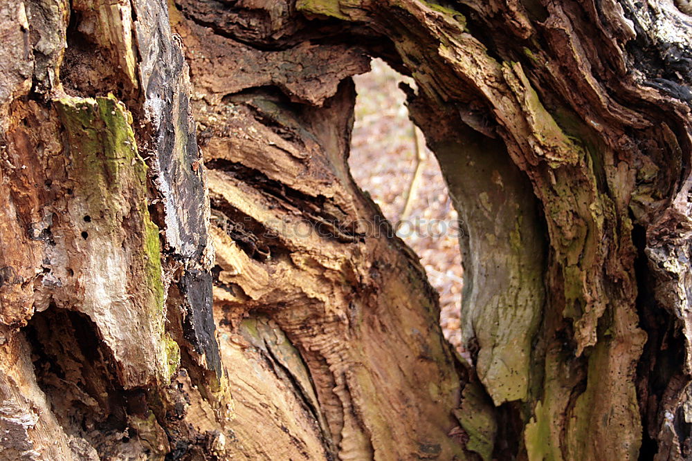 Similar – Foto Bild Altes Blatt Umwelt Natur