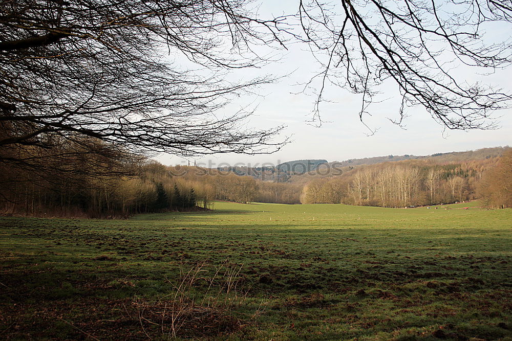 Similar – little wood Clump of trees