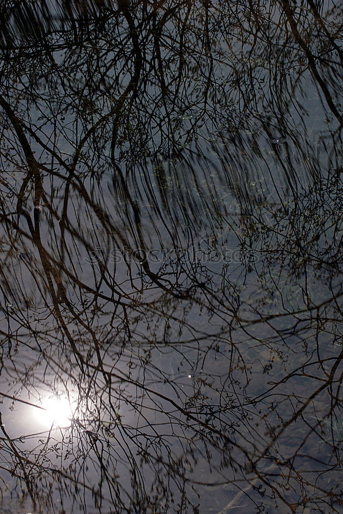 Similar – puddle Sun Gardening Plant