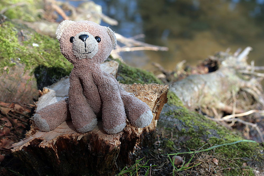 Teddy Per in the forest (1)