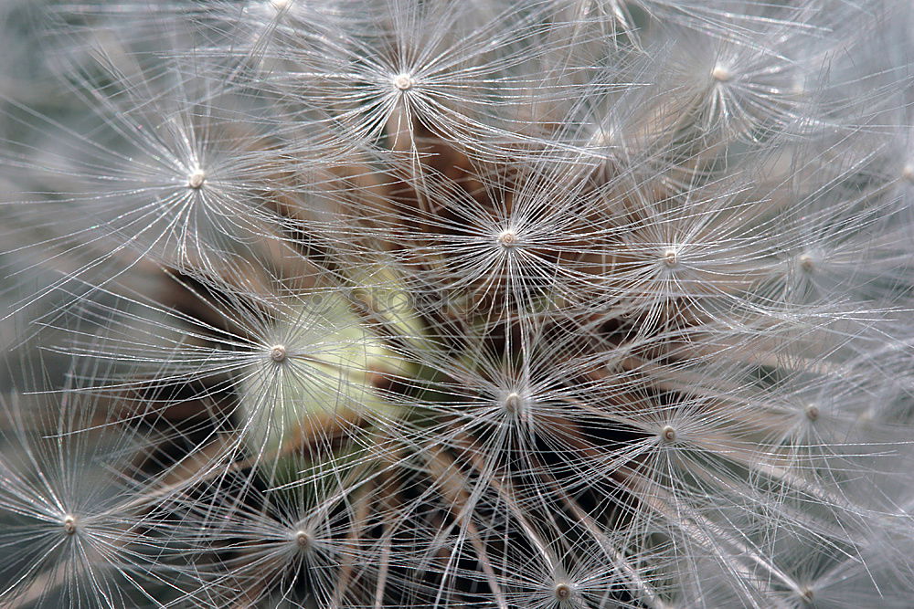 Similar – Image, Stock Photo grass Grass Beautiful