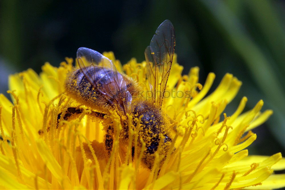 Similar – schaut ins Land : Windenschwärmer_05 (Agrius convolvuli)