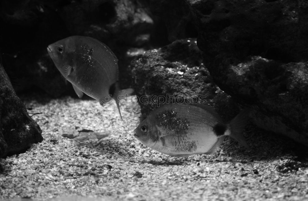 Similar – Image, Stock Photo underwater love Harmonious