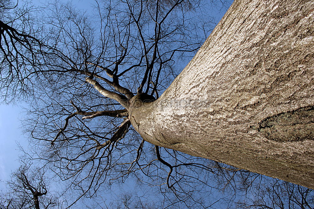 Similar – light chain Winter Tree