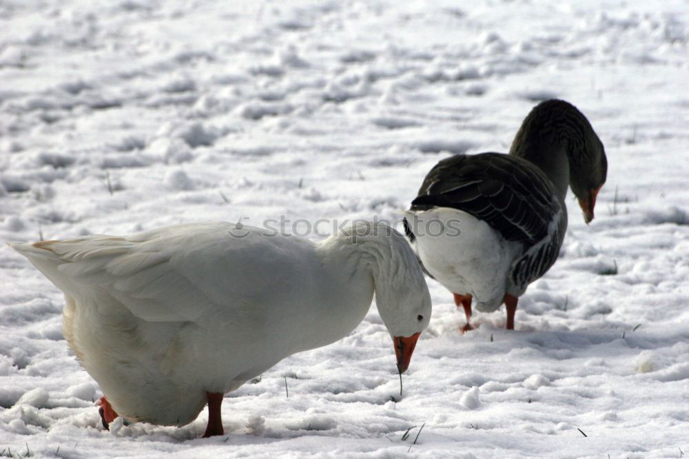 White warts ducks on a white background