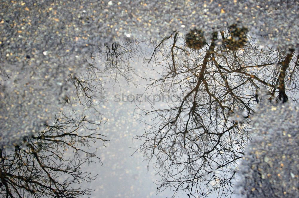 Similar – Image, Stock Photo Leaves during thunderstorms