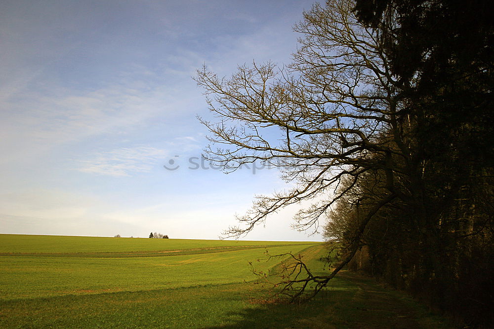 Similar – little wood Clump of trees