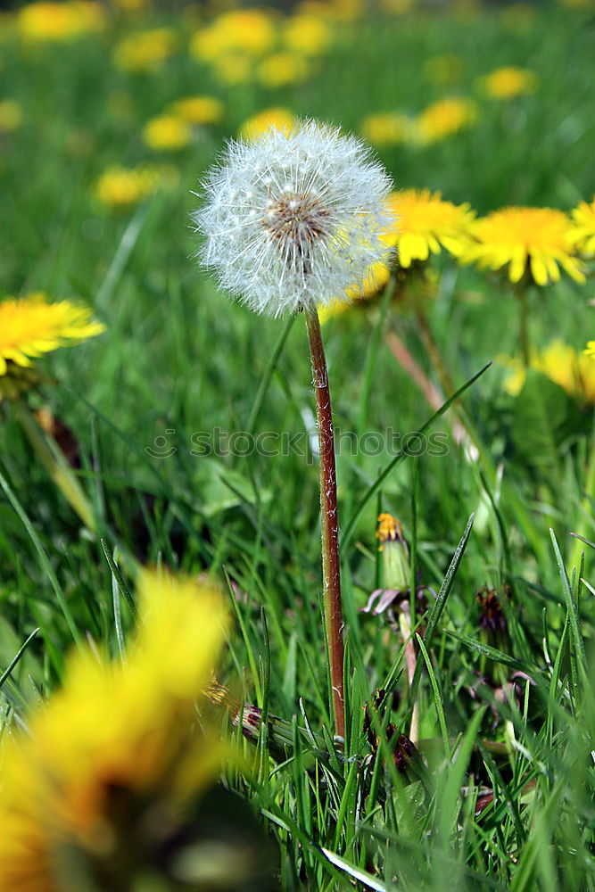 Similar – Image, Stock Photo cheerful to cloudy