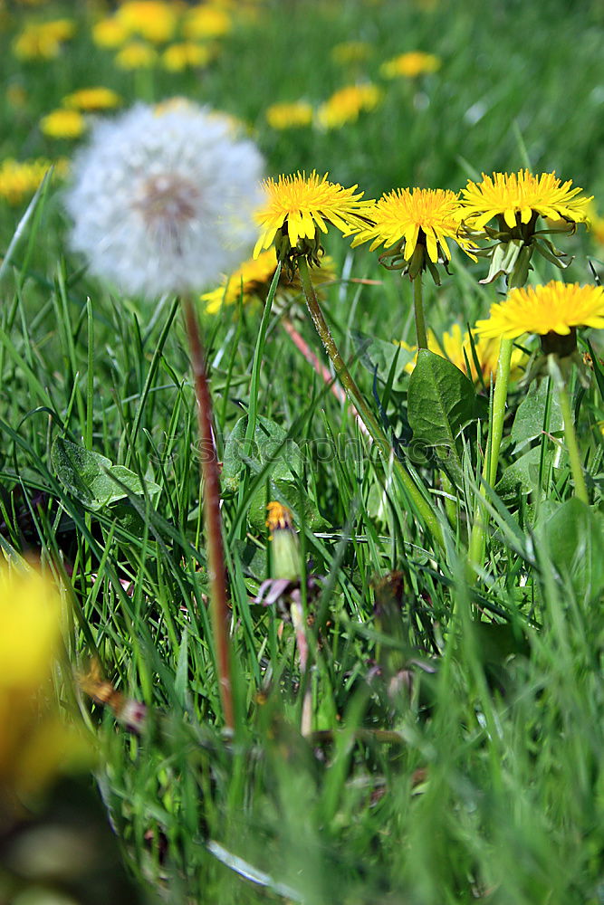 Similar – Image, Stock Photo cheerful to cloudy