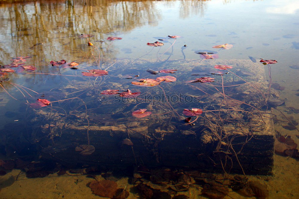 Similar – Autumn puddle II Tree