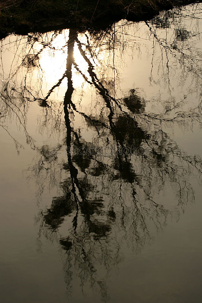 Similar – puddle Sun Gardening Plant