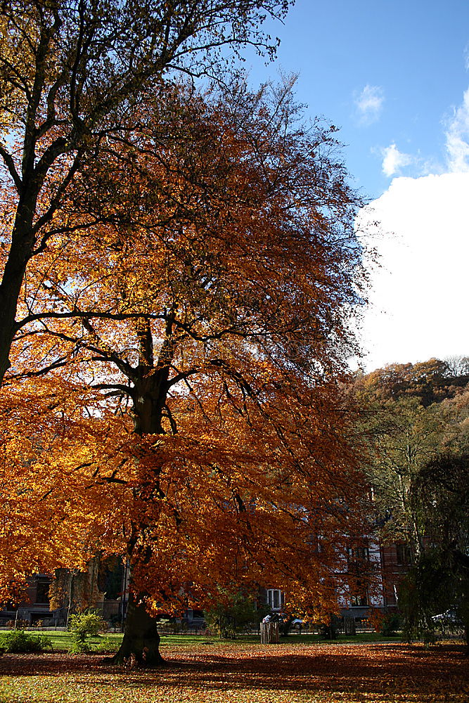 Similar – Dresden Autumn Leaf