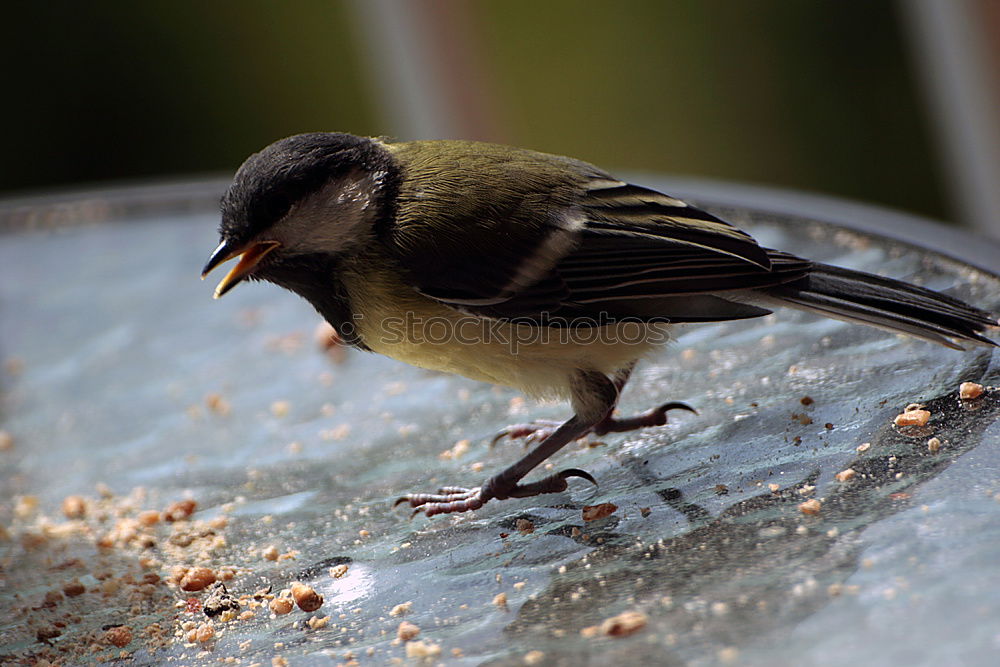 Similar – Lieber Vogel, fliege weiter! Nimm ein Gruß mit und ein Kuss