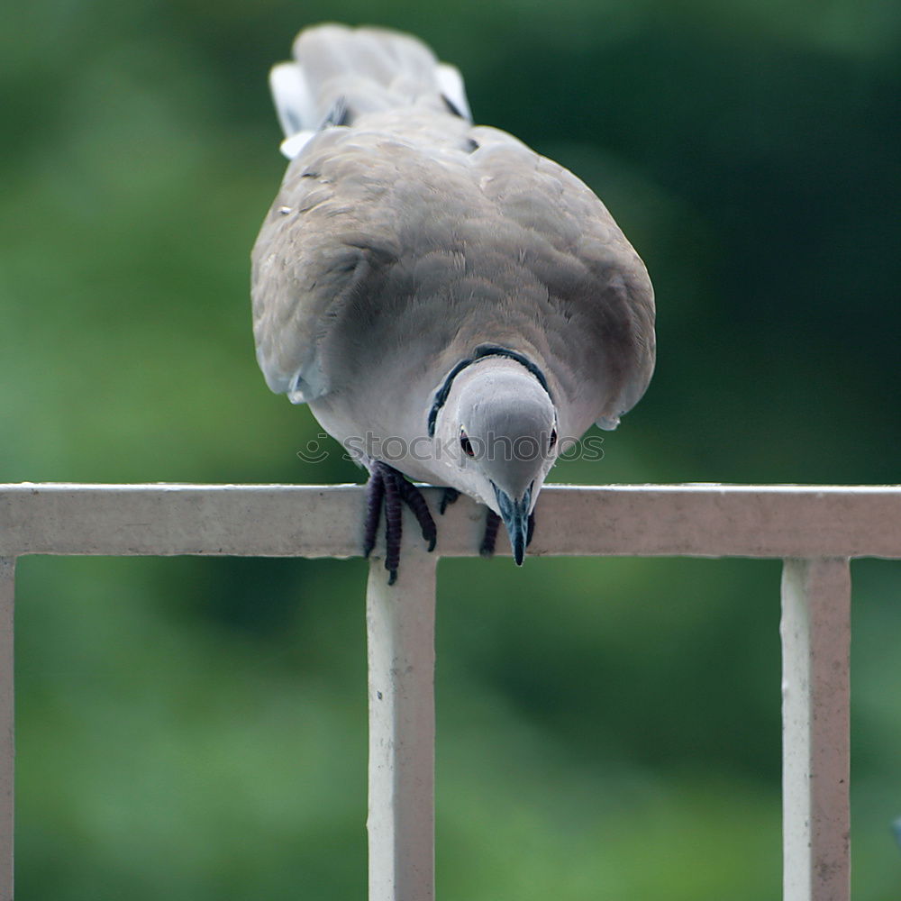 Similar – The dove on the hot tin roof