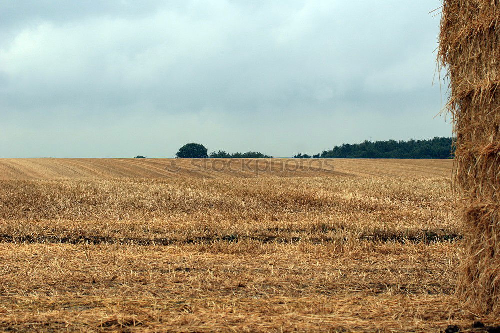 Similar – Image, Stock Photo late summer Degersen Grain