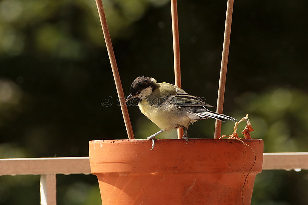 Similar – Anflug Tier Vogel