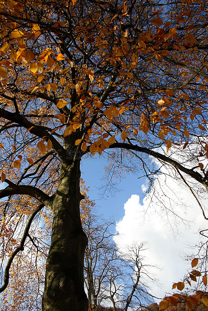 Similar – Jahreszeitgemäß Natur