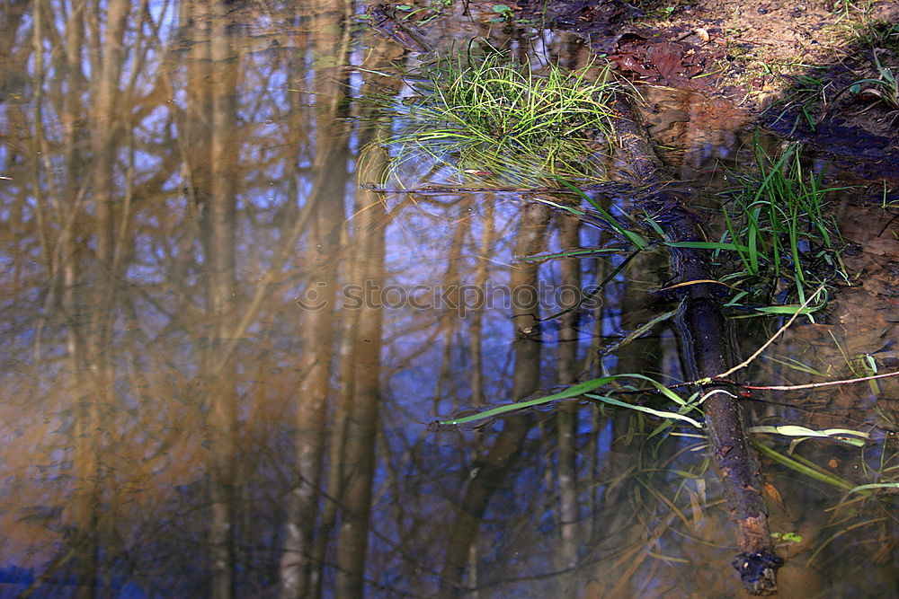 Similar – Foto Bild Briesetal Wald Baum