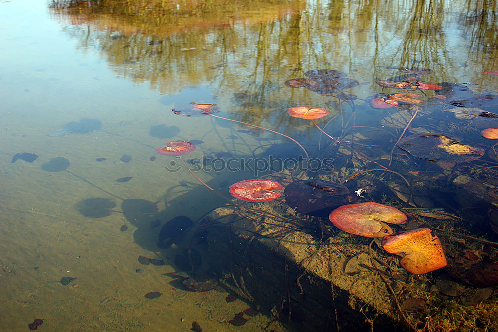 Similar – Autumn puddle II Tree