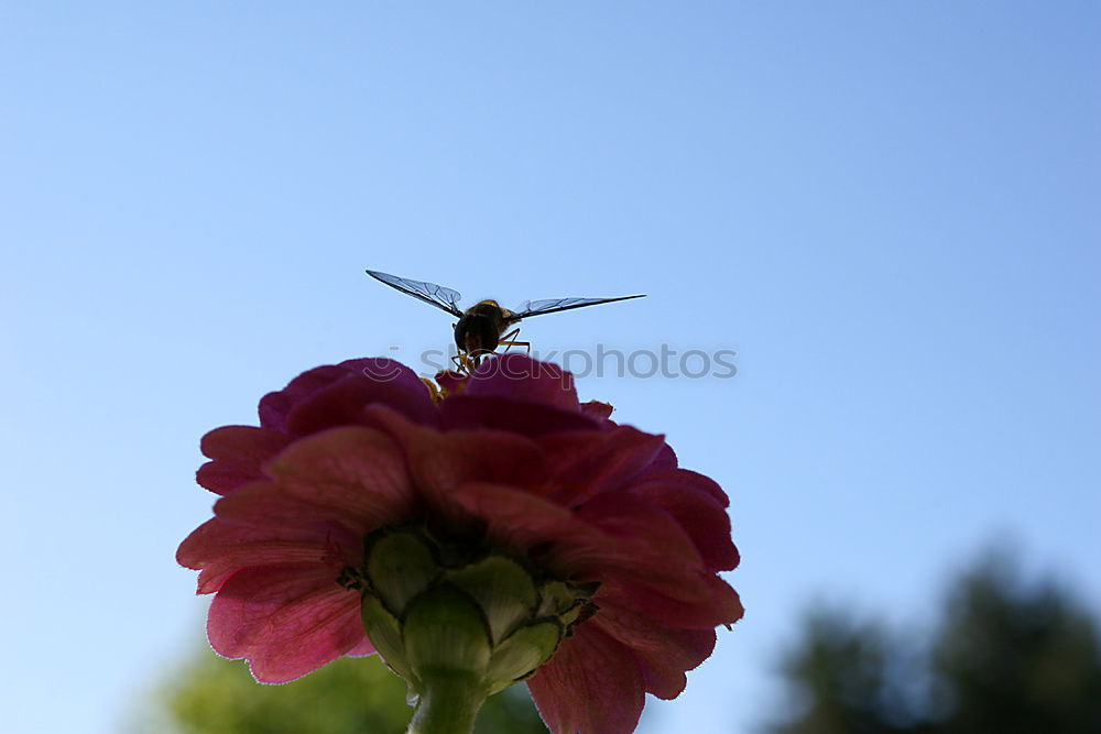 Similar – Image, Stock Photo weird bird Zoo Animal Sky