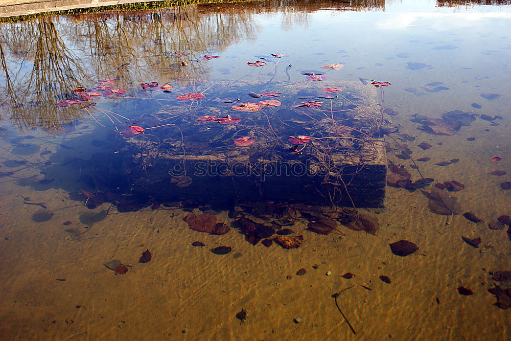 Similar – Autumn puddle II Tree