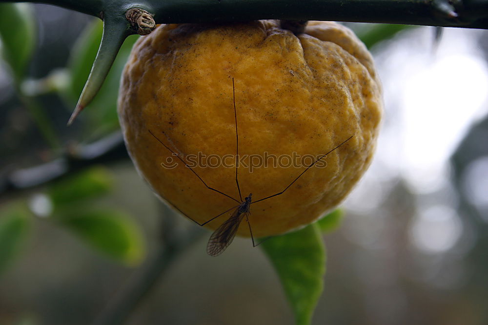 Similar – Image, Stock Photo Does not fall far… Art