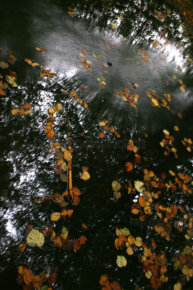 Similar – Autumn puddle II Tree