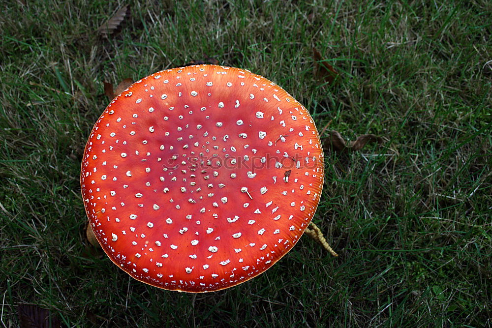 Similar – Image, Stock Photo fly over agaric