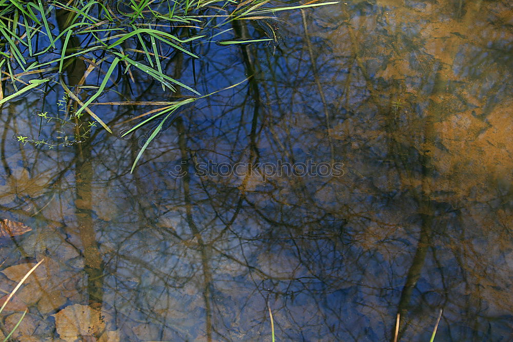 Similar – plant world Plant Forest