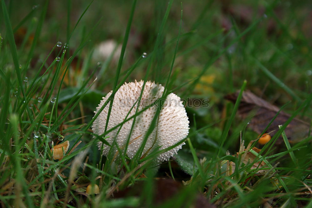 Similar – Image, Stock Photo Space Balls Mushroom Moss