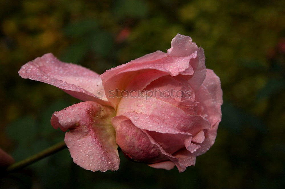 Similar – Image, Stock Photo leaf Leaf Autumn