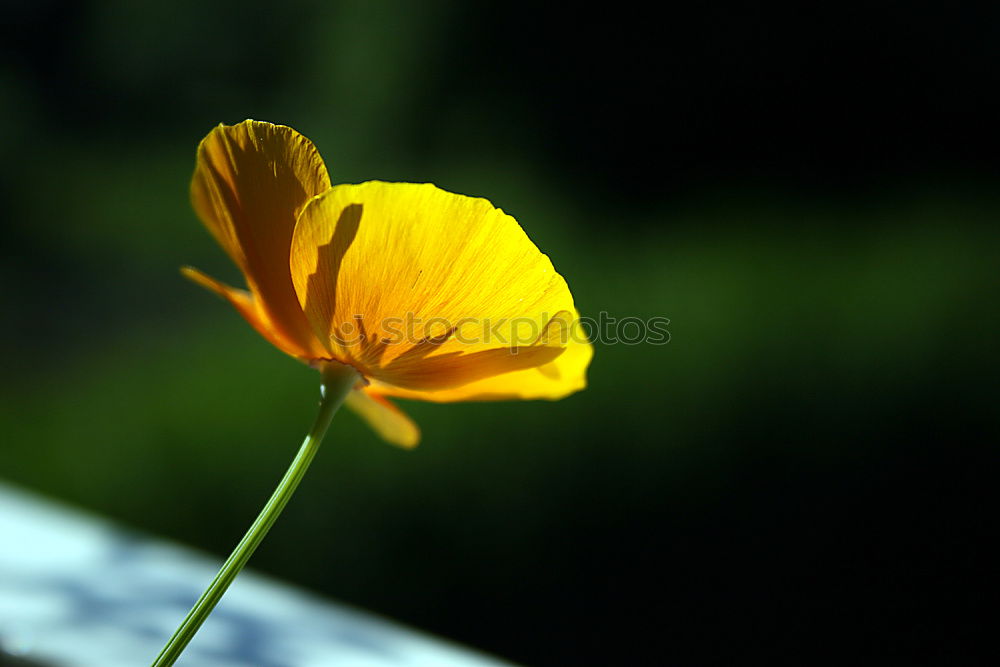 Image, Stock Photo Poppy seed, Meconopsis, cambrica,