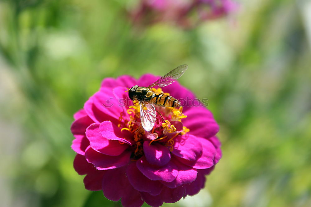 Similar – Bee on blossom Beautiful