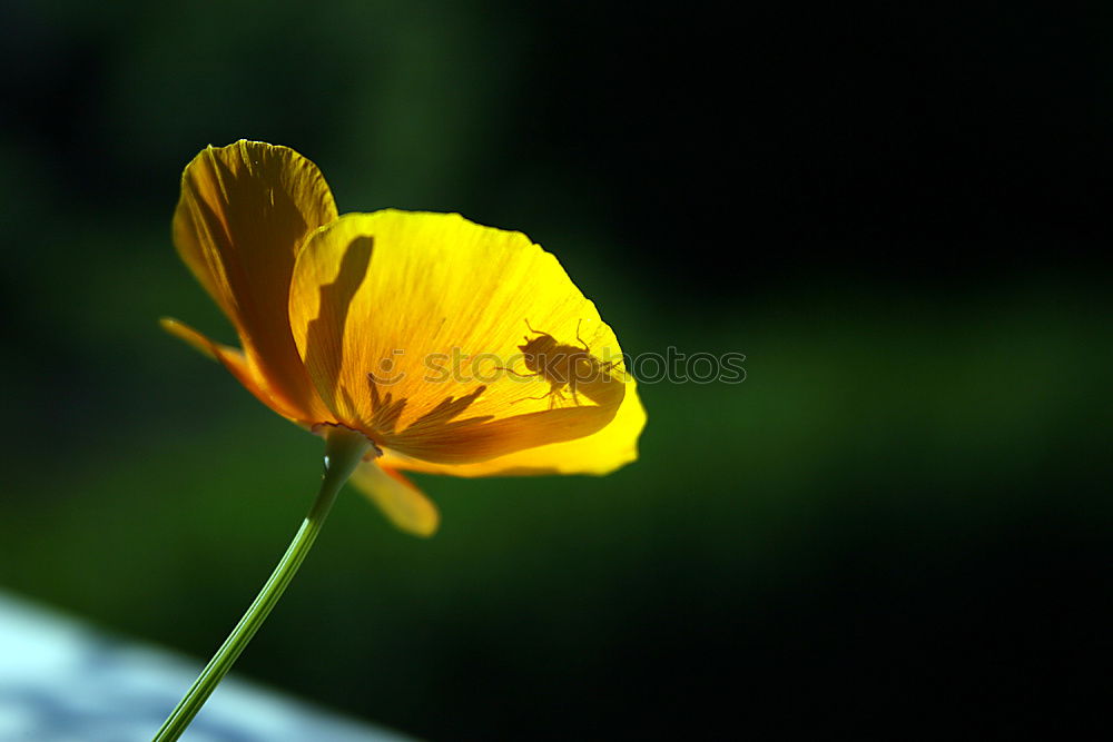 Similar – Image, Stock Photo Poppy seed, Meconopsis, cambrica,