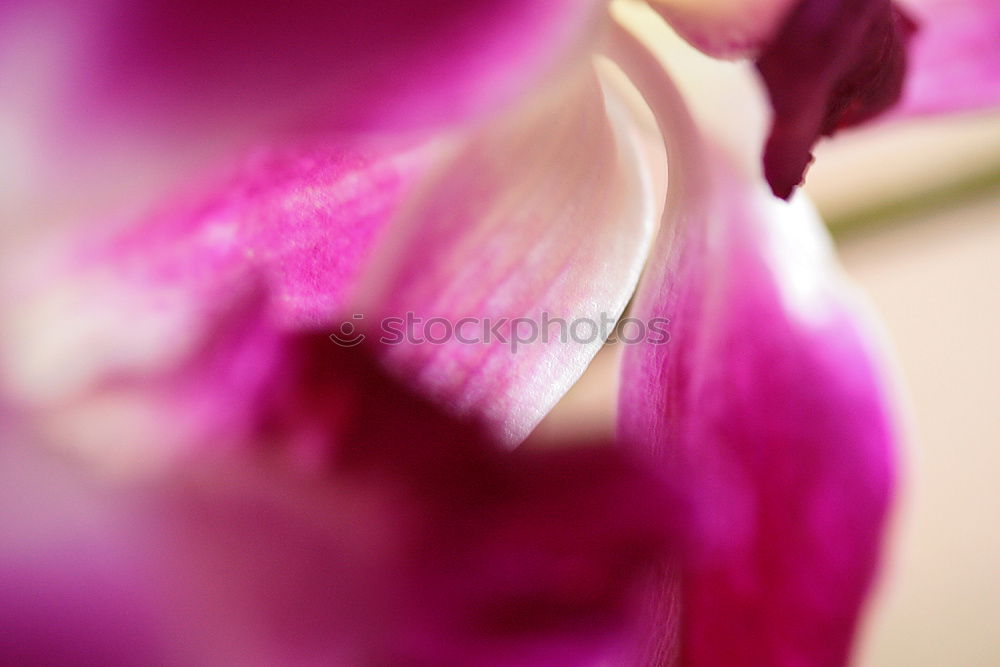 Similar – Image, Stock Photo Flower Sex Man Woman Bed