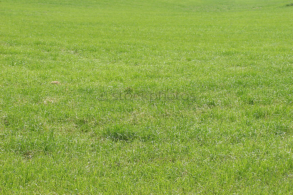 Similar – Image, Stock Photo Where was the pond???