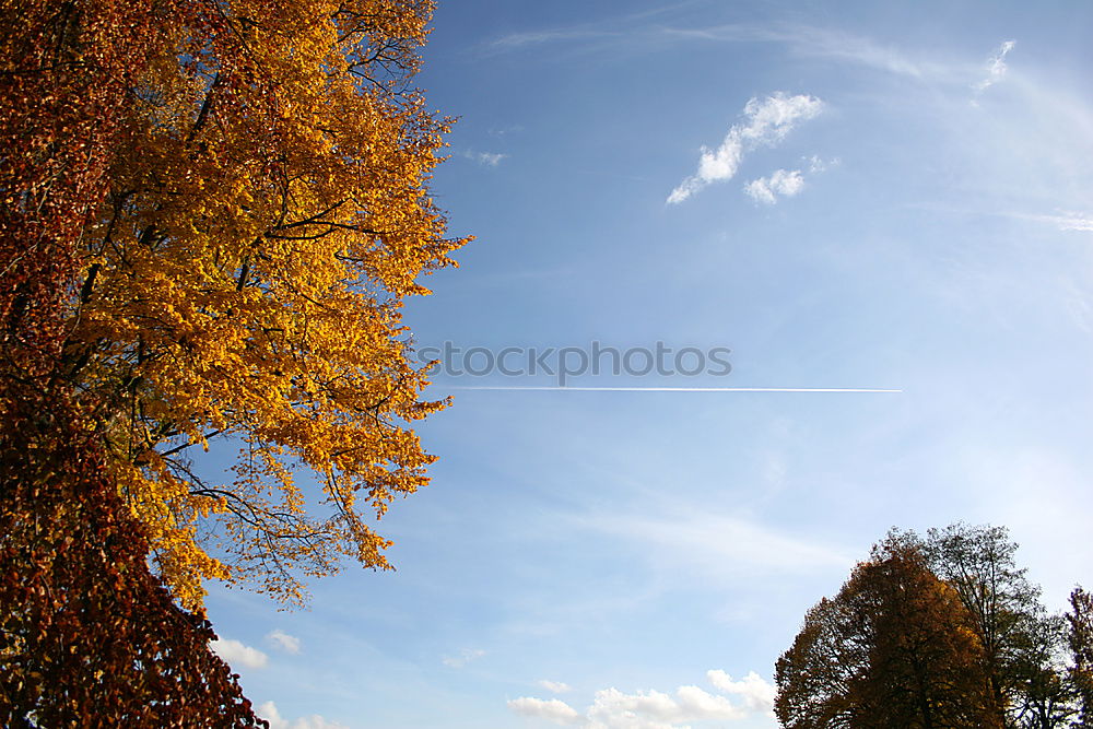 Image, Stock Photo Excessive Spring III Leaf