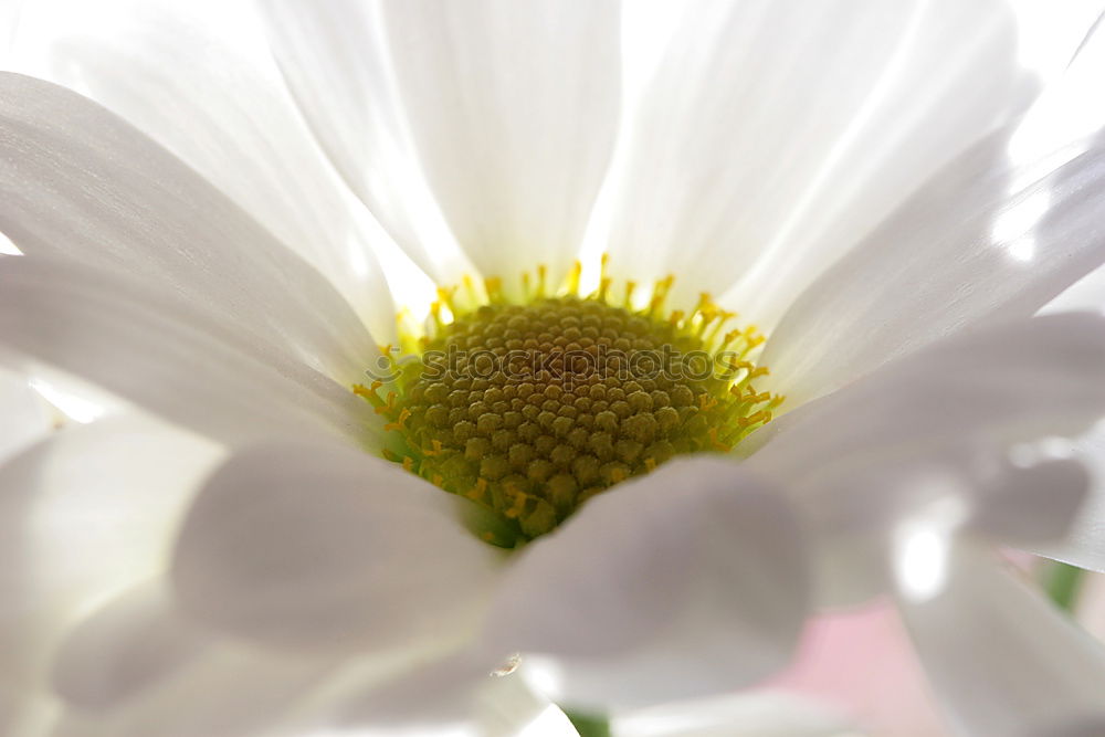 Similar – hibi Blume Blüte gelb weiß