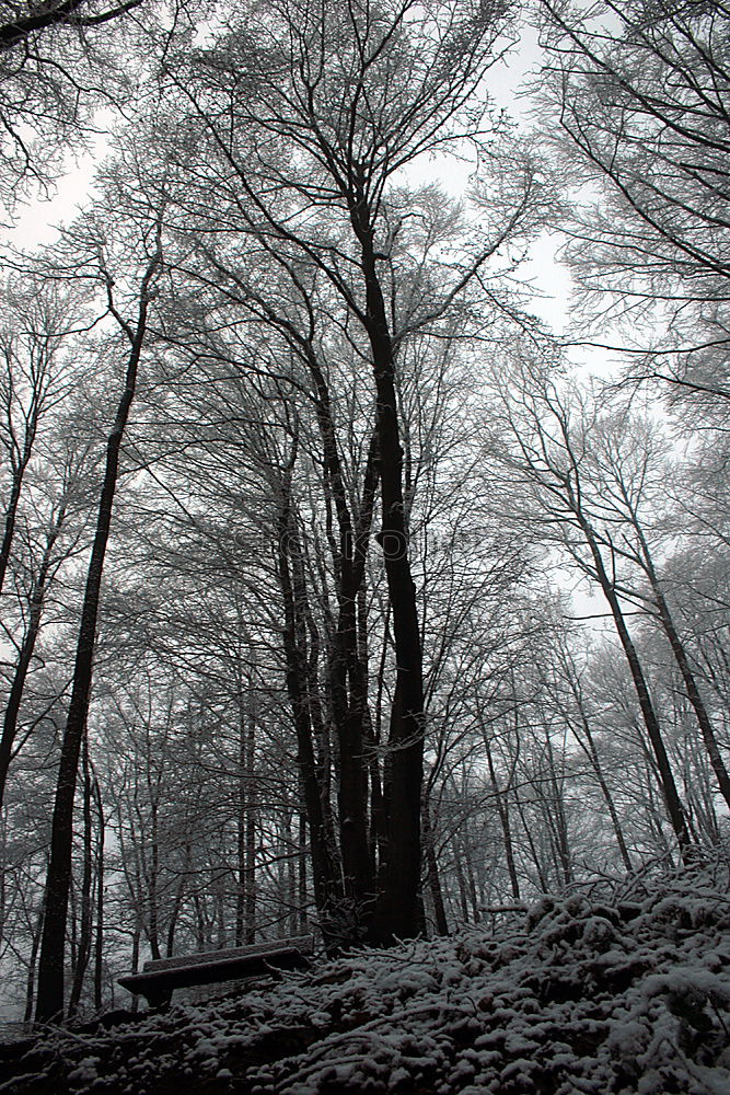 Similar – Foto Bild kalter Winterwald