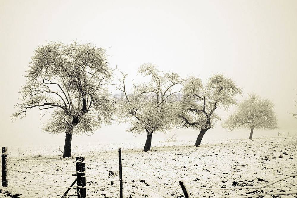 Similar – Apple tree with blossoms