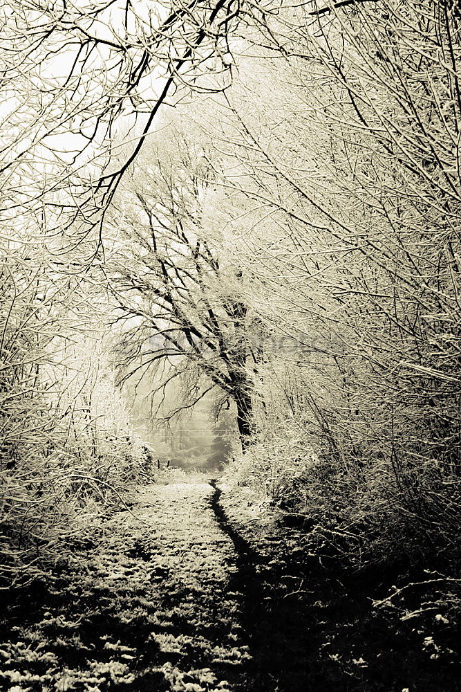 Similar – geisterwald Wald Baum