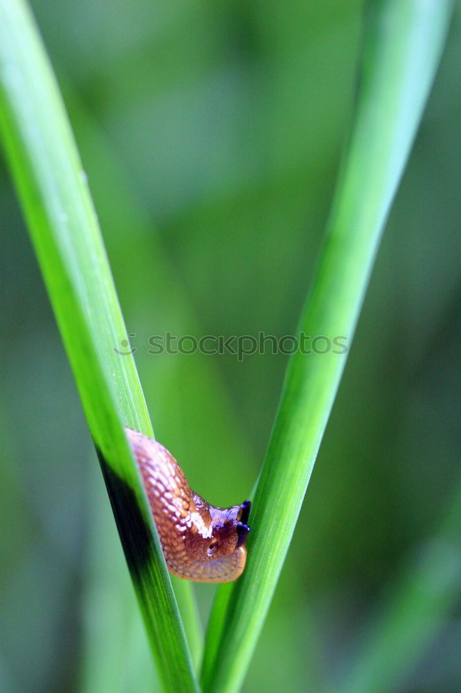 Similar – Image, Stock Photo Garden fright (2) Animal