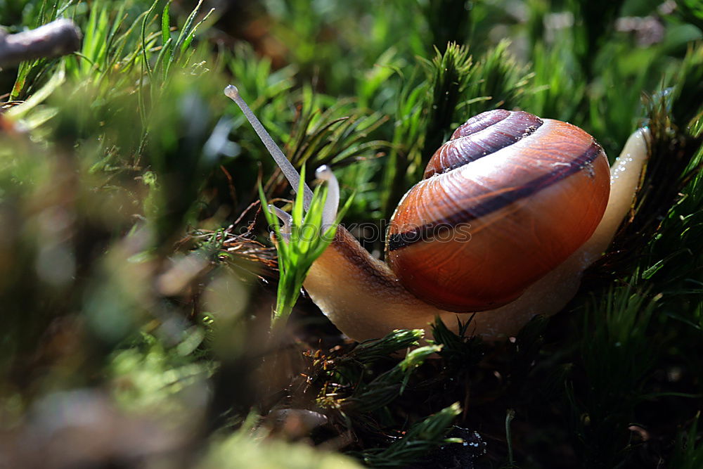 stone mushroom Food Hand