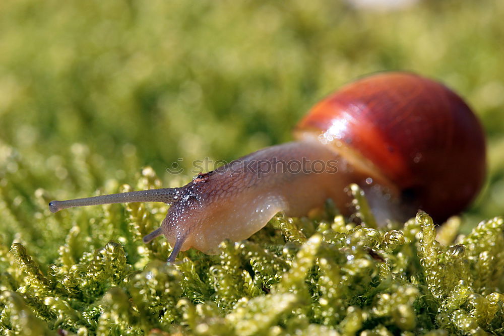 Similar – Image, Stock Photo fates Nature Plant Moss