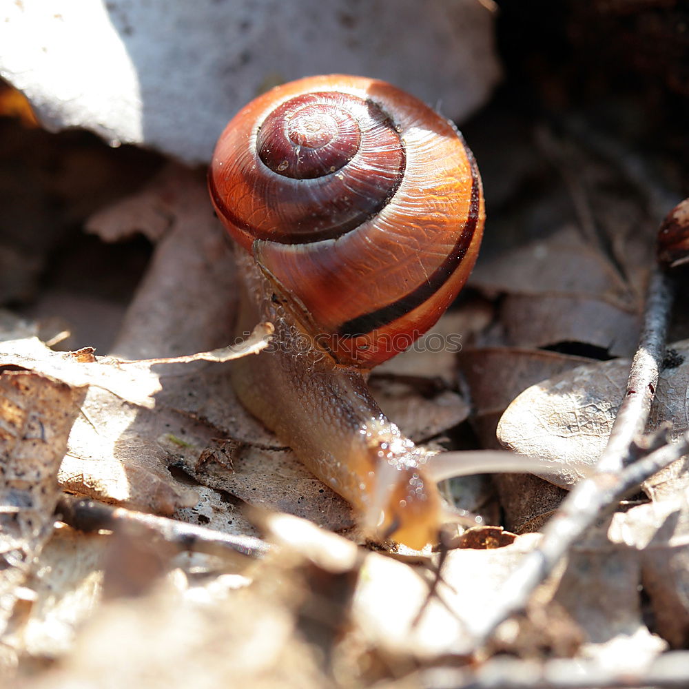 Similar – Schnecken-Mittagessen