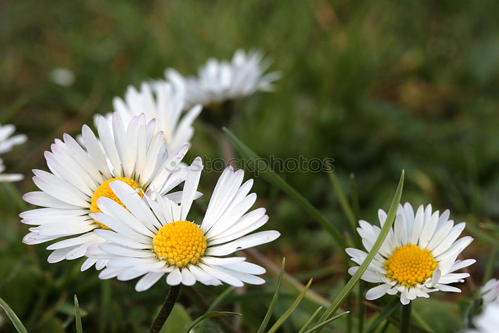 Similar – 6 Gänse Gänseblümchen