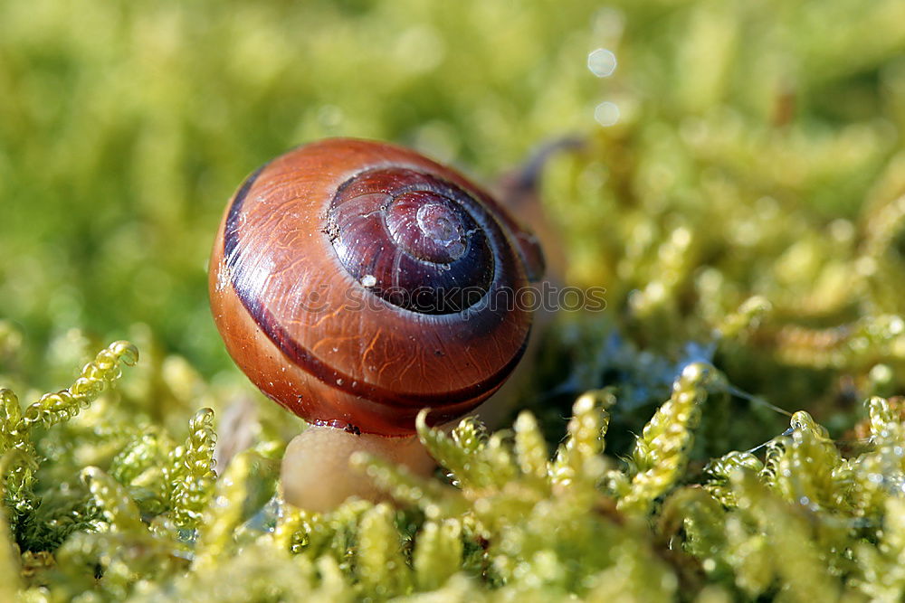 Similar – stone mushroom Food Hand